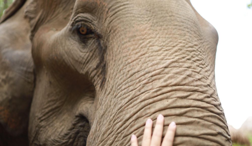 Colocasia: spectaculoasa ureche a elefantului și îngrijirea sa
