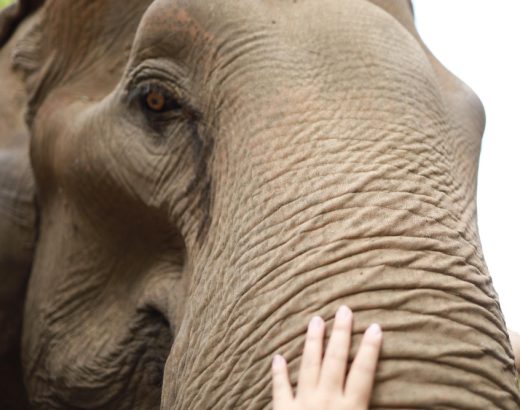 Colocasia: spectaculoasa ureche a elefantului și îngrijirea sa