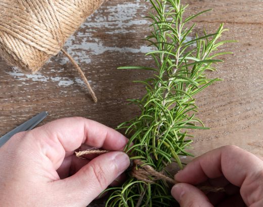 Cum să cultivi rozmarin dintr-o crenguță: pași simpli